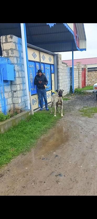 quzu satilir 2021: Kanqal, 1 il, Peyvəndli — 2