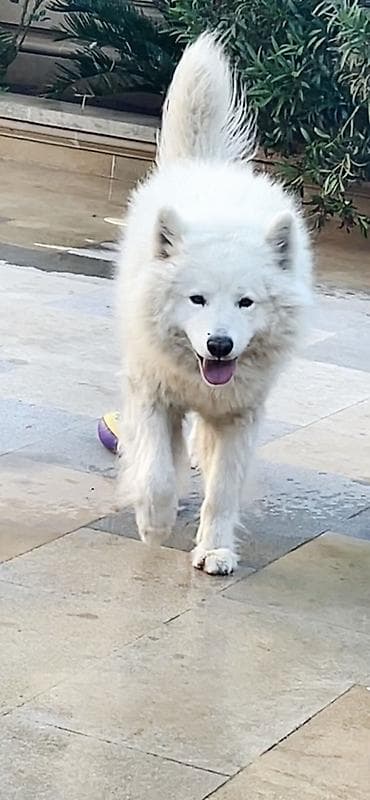 samoyed iti: Samoyed — 8