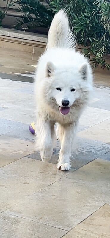 Pişiklər: Samoyed — 4