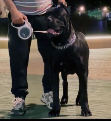 cane corso цена: Кане-корсо, 9 месяцев, Самка, С прививками, Самовывоз — 4