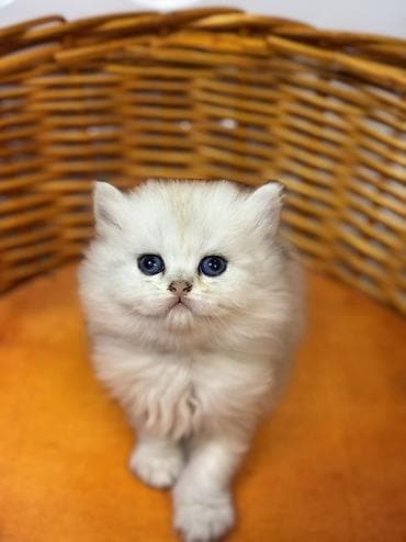 шиншилла кошка: Шиншилла — 1
