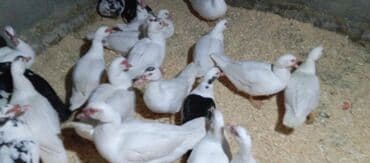 tovuz quşu satışı: Təcili satılır.Real alıcılar əlaqə saxlaya bilər — 10