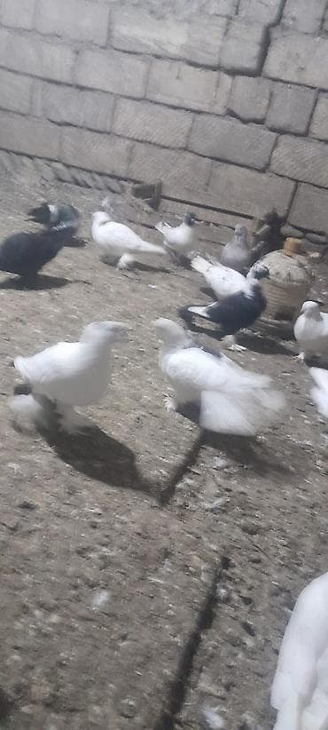 Собаки: Məhsul: 50ədedi Ev göyərçinləri (bir neçə cins və rəng) Təsvir: - — 7