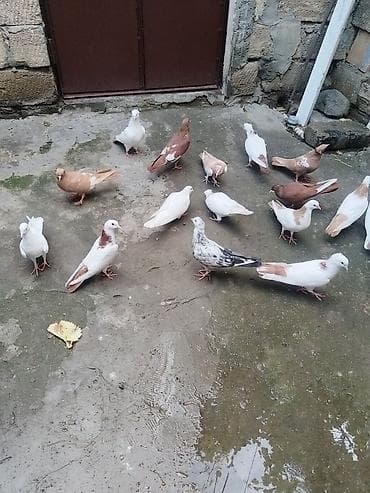 Təcili satılır gəncə 18 quş 150 manat — 2