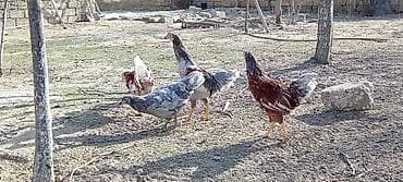 quşlar: Toyuq, Damazlıq — 10