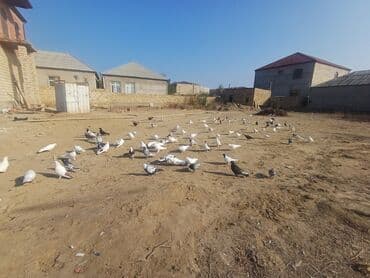 pavlin goyərcin: Məhsul: Göyərçin sürüsü Təsvir: - Şəkillərdə müxtəlif rəng və — 4