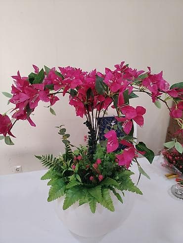 sunu gul: Dekorativ bouqenvilliya kompozisiyası – ağ şar formalı qablarda - — 2