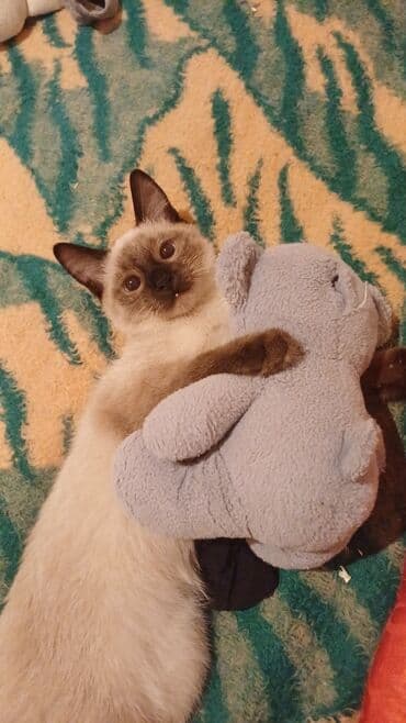 где можно купить котенка: Siam — 2