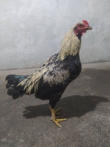 sort toyuq: Heyratıdan donme xoruz — 3