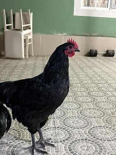 lalafo.az atlar: Qara rəngli xoruz Avstralop - Tamamilə qara lələk örtüyü, parlaq və — 3