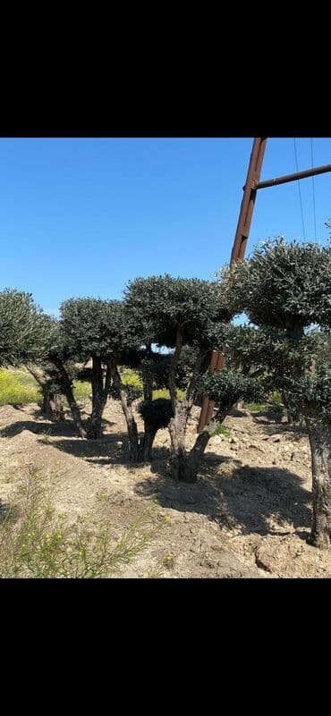 adəm ağacı: Dekarativ agaclarin satisi — 10