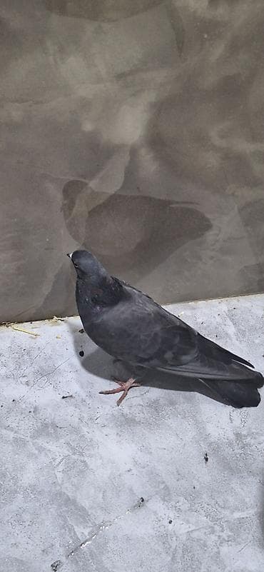 quşçuluq ferması: Erkəy - Növ: şəhər göyərçini (Columba livia domestica tipli) - Rəng — 3