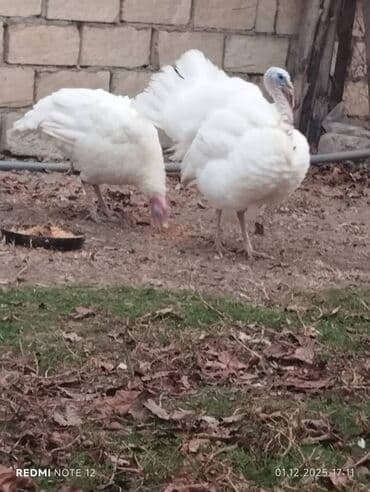 Hinduşka Cəmi 2 ədəddir. 6 aylıq xoruz hündüşka. Diri çəkiləri 12