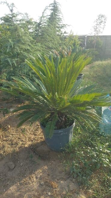 Sifarişlə əl işləri: Agaclar
gubreler guller — 17