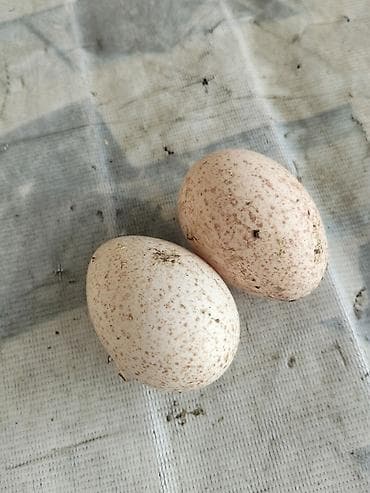 Məhsul: Kanada cinsli hind quşu yumurtası Təsvir: - Təbii şəraitdə