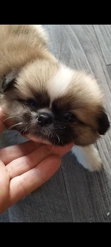 ağ itlər: Pekines, 2 ay, Erkek — 3