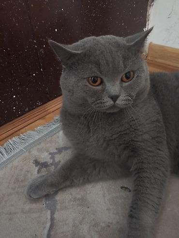 Heyvanlar üçün mallar: Britan — 1