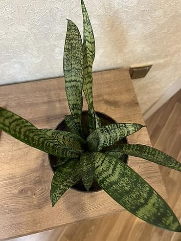 dekor guller: Sansevieria – otaq bitkisi - Növ: Sansevieria trifasciata zolaqlı — 2
