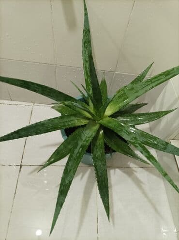 эпимедиумная паста чиро табобат мекунад: Aloe gülü.mualicevi — 5