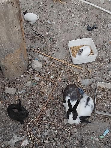 balaca it cinsleri: Ev dovşanları – qara və ağ-ləkəli - Növ: ev dovşanı (kiçik cins — 6