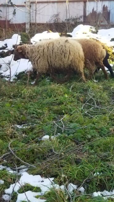 Ördəklər: 3 dənə boğaz şeg — 3