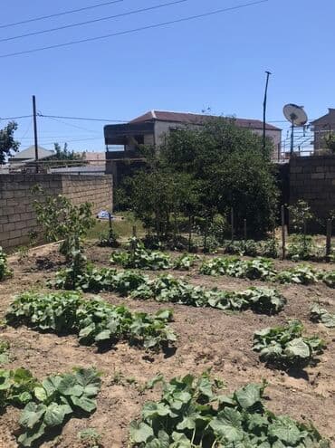 abşeron gənclər şəhərciyi: Kənd təsərrüfatı, Mülkiyyətçi, Kupça (Çıxarış) — 2
