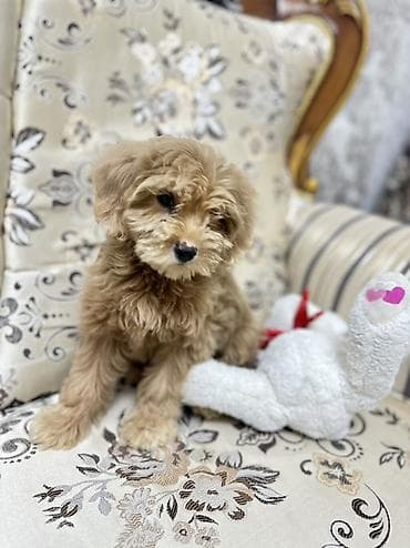 Pudel, 2 ay, Dişi, Peyvəndli, Pulsuz çatdırılma — 2