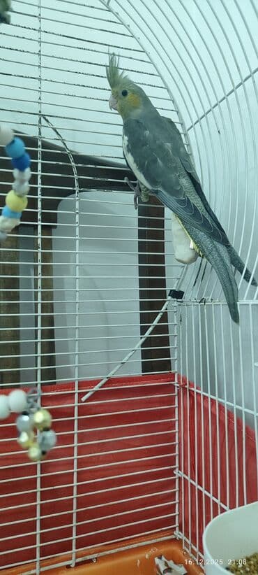 geref quşu: Məhsul: Korella tutuquşuları (cüt). Sağlam, baxımı və vitaminləri — 6