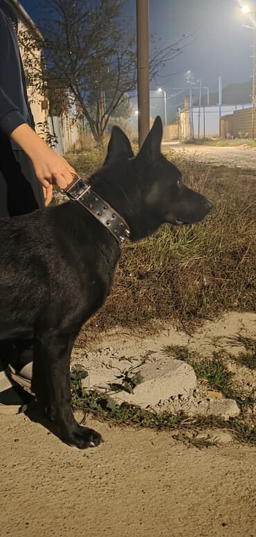 itlerin qirxilmasi: Alman çoban iti — 1