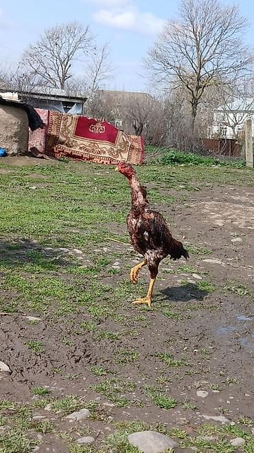 kənd cuceleri: Xoruz, il: <1 — 1