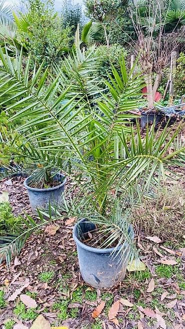 Finik palma agaclari hər qiymətə olani var sifariş üçün əlaqə saxlaya