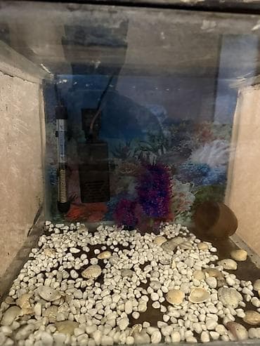 nemo baliq: Dördbucaq akvarium, Boş, 42 l — 4