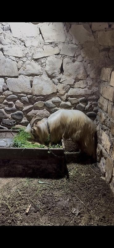 Рогатый скот: Самец, лет: 9, 18 кг, Для разведения — 1