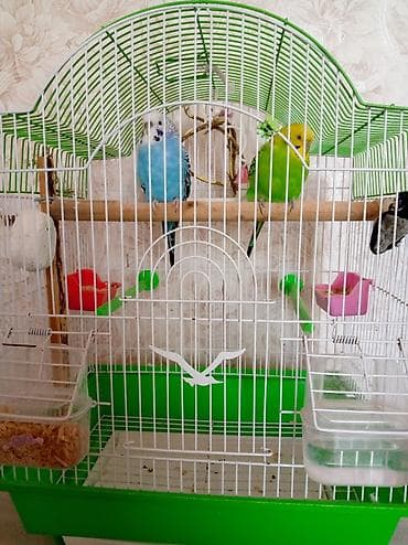 taxta qəfəs: Dalğalı tutuquşular və qəfəs dəsti gəfəslə bir yerdə. ələ — 1