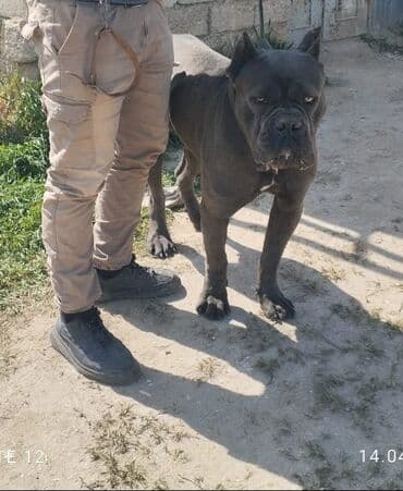 komeye telesen itler: Kane-Korso — 10