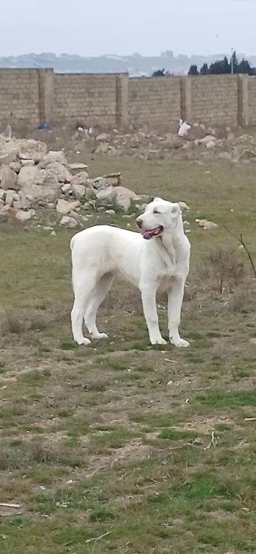 biq 6: Alabay, 6 ay, Dişi, Cütləşmə üçün, Ödənişli çatdırılma — 2