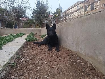 Alman çoban iti, 5 ay, Erkek