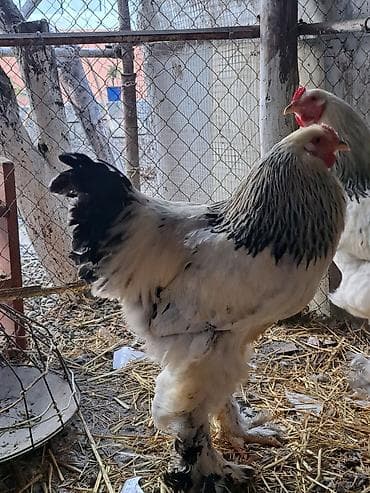 Xoruz, Brama, il: <1, Ünvandan götürmə