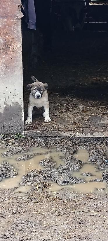 Alabay, 2 ay, Peyvəndli