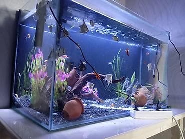 dana adları: Dördbucaq akvarium, Balıqlarla birlikdə, 300 l — 4