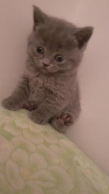 arı qutusu: Şotland, Erkək, Yaxşı əllərə — 2