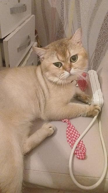 шотландская серебристая шиншилла купить: Британская — 8