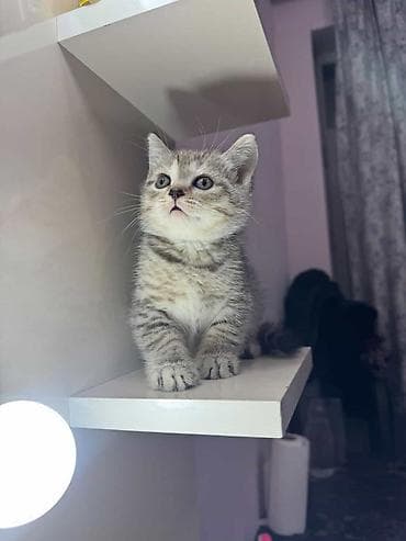 pisik ucun yuva: Britan — 7