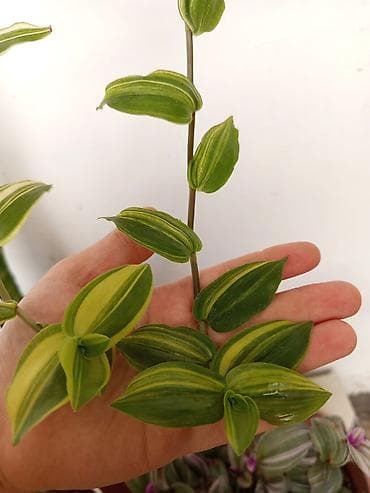 sine boyuden bitki: Asılan saksıda sarmaşan Tradescantia (inch plant) – yaşıl və krem — 2