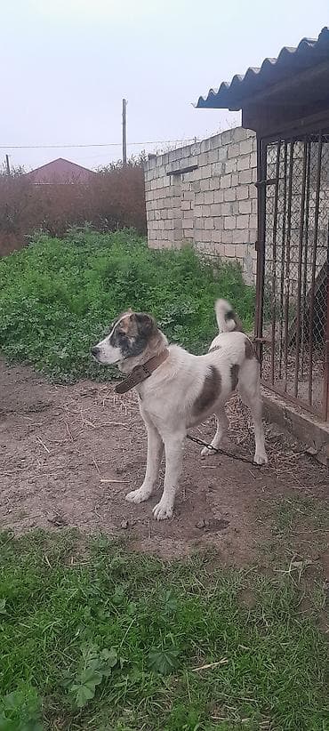 heyrati yumurtasi satilir: 1 il, Erkek, Ödənişli çatdırılma — 6