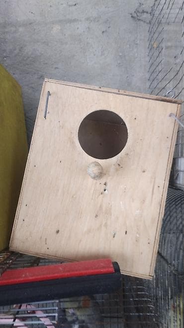 qefes: Vatsapla elaqe saxlasyin quslar qefesler Məhsul: Nimfa (Cockatiel) — 2