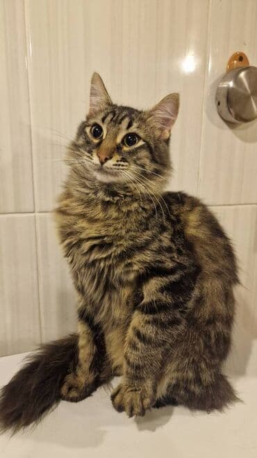 şotlant pisiyi: Sibir, Dişi, Yaxşı əllərə — 2