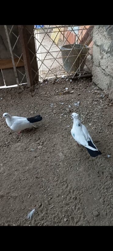 Аквариумы: Məhsul: Qab-qaçaq göyərçinləri (cüt) Təsvir: - Rəng: Ağ gövdə, qara — 1