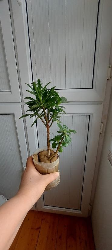 maral buynuzu gulu: Maral buynuzu gülü. Böyük-15 azn, balaca 6, 5 3 azn — 8