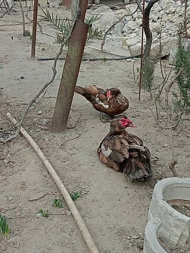 Lal ördəklər,cavandılar.Alıcılar nömrə ilə əlaqə saxlasın